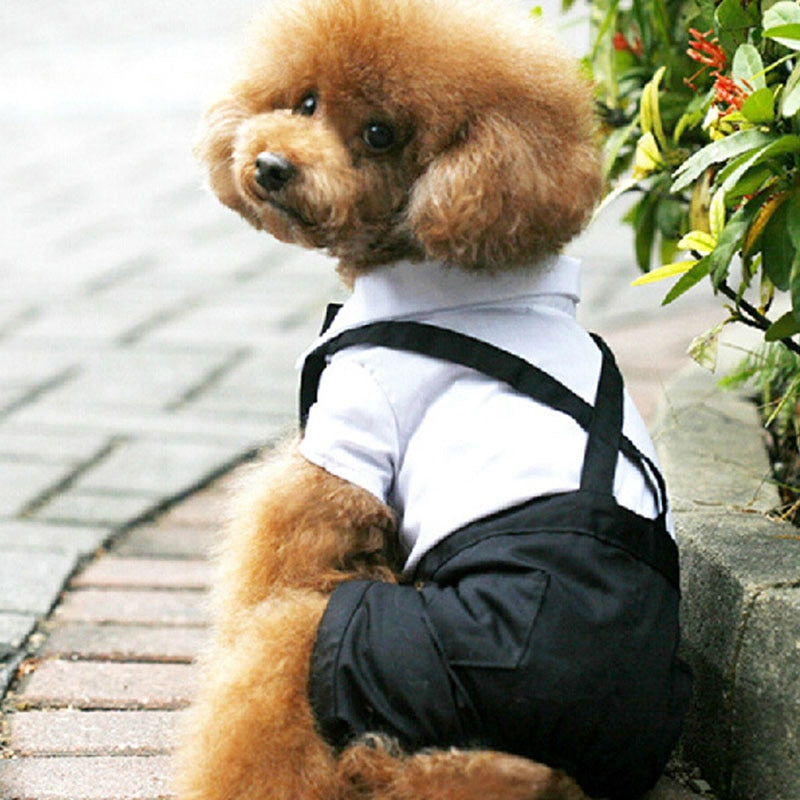 Petmiva Oscar Costume Shirt for Dogs & Cats – Pet Clothing
