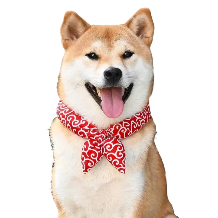 Petmiva Tangol Pet Bandana for Dogs & Cats