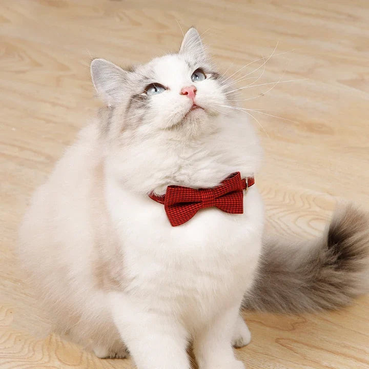 Bowtie Collar for Dogs & Cats – Classic Pet Accessory