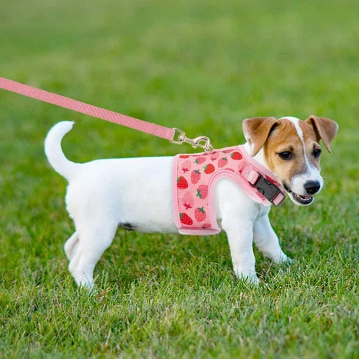 Petmiva Strawberry Pet Outfit for Dogs & Cats – Cute Costume