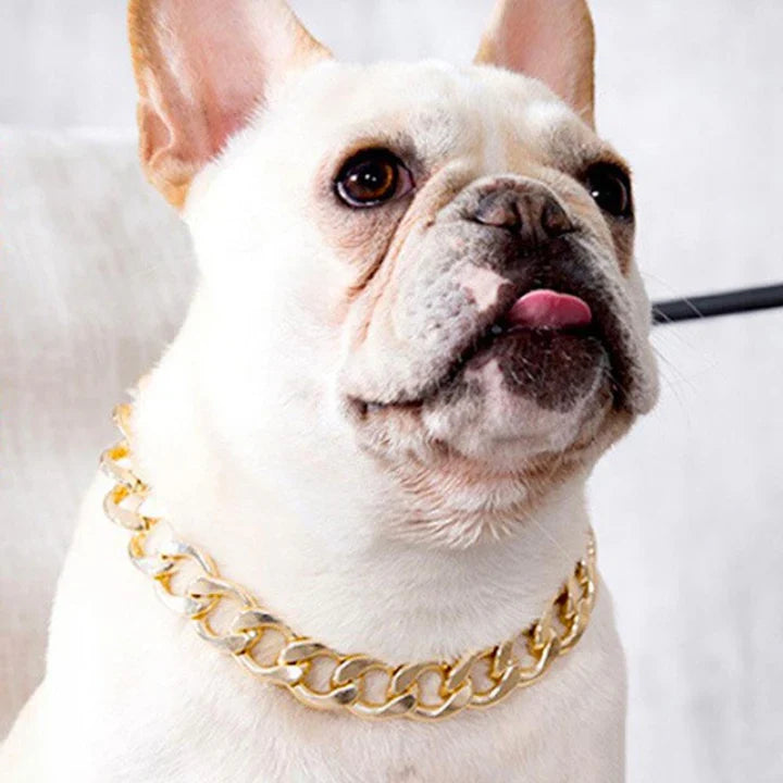 Petmiva Necklace Chain for Dogs & Cats – Pet Jewelry
