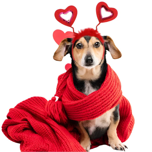 Petmiva Heartfelt Headband for Dogs & Cats – Pet Accessory