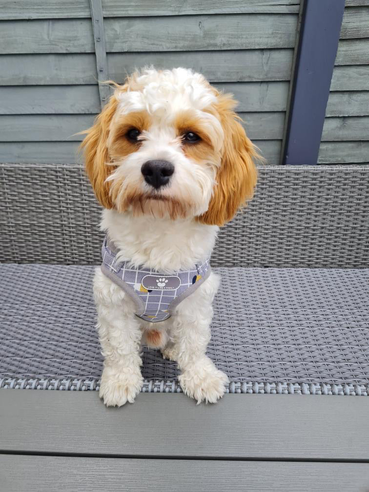 Petmiva Cooper Harness for Dogs & Cats – Adjustable Walking Gear