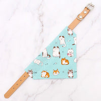 light blue cat